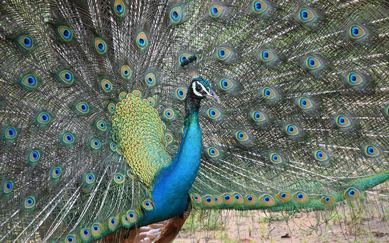 Wild Life Safari