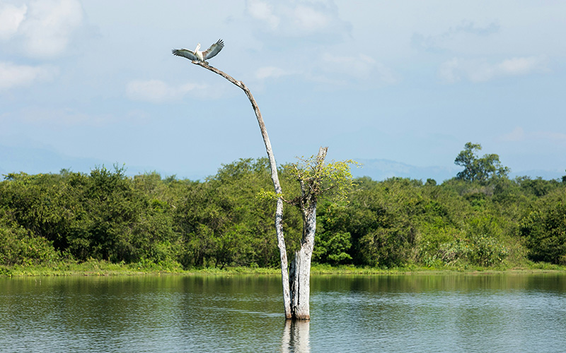 Koggala Lake Safari