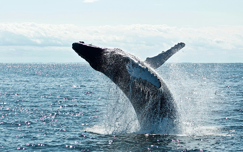 Whale Watching